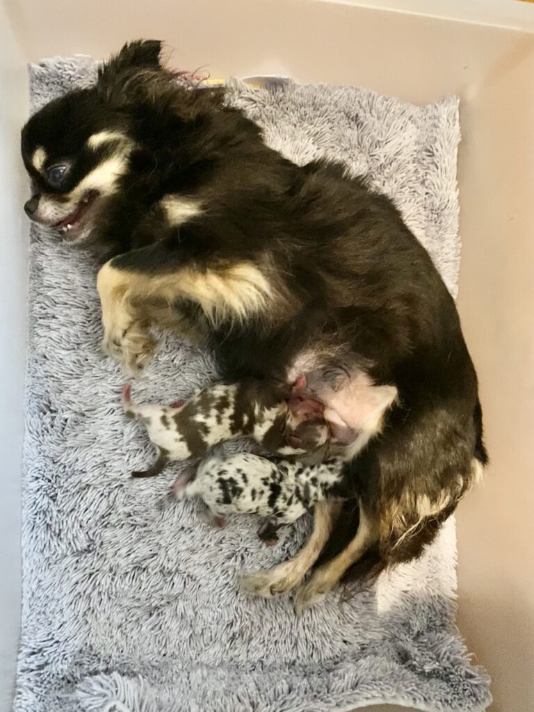 ベールオズベビー