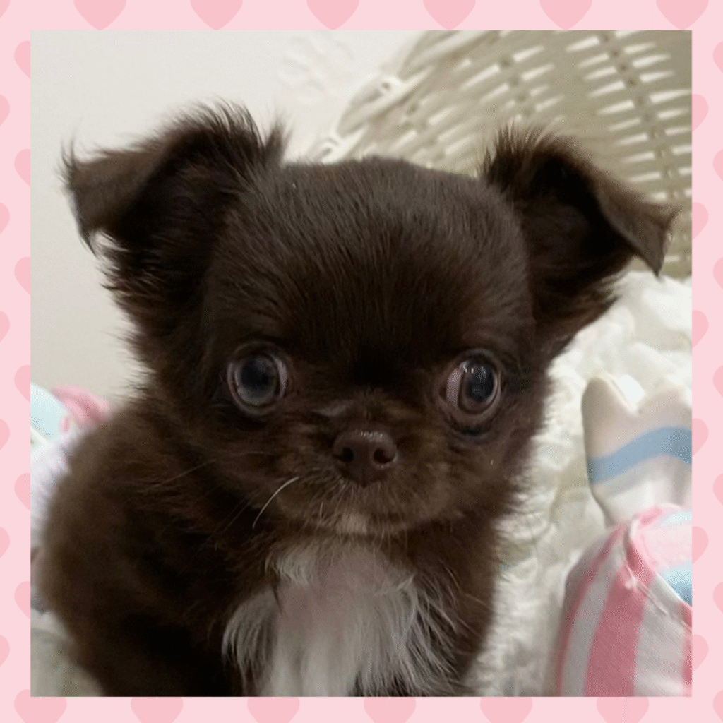 チョコソリッド女の子