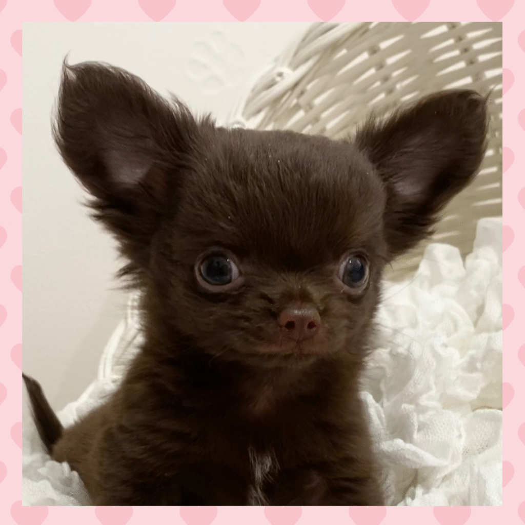 チョコソリッド男の子